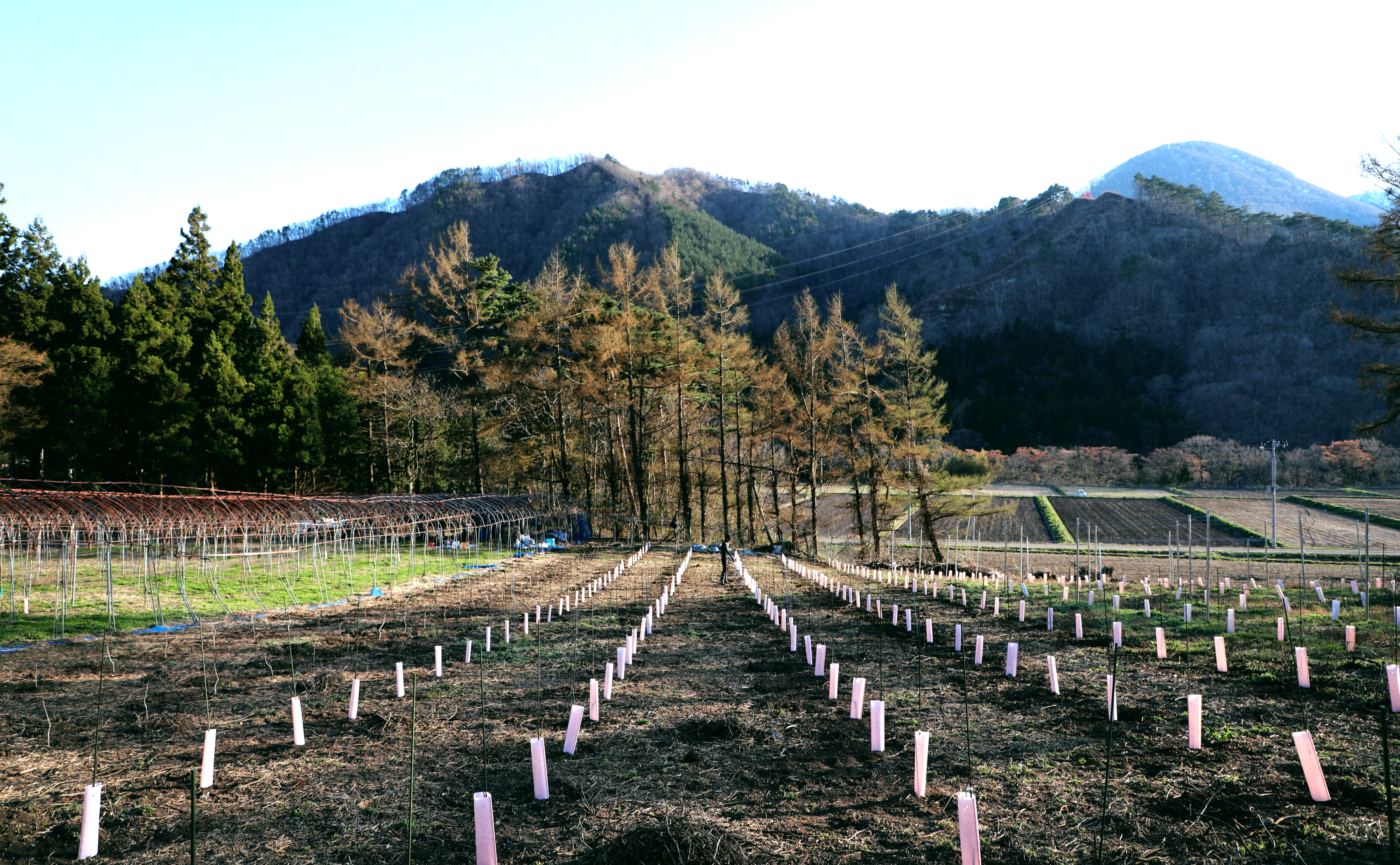 2022年ワイン用ぶどう苗定植イベント開催（ボランティア募集）について