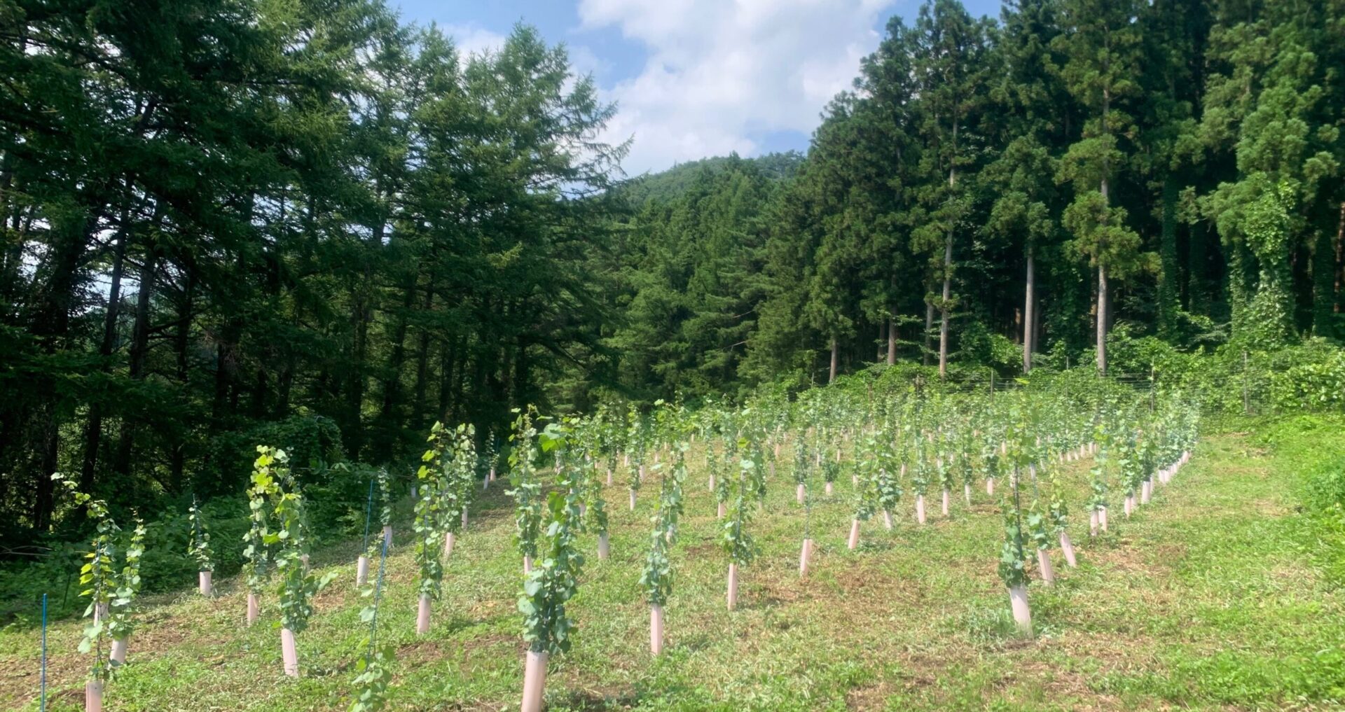 宮城県七ヶ宿町で
ワイン用ぶどう栽培