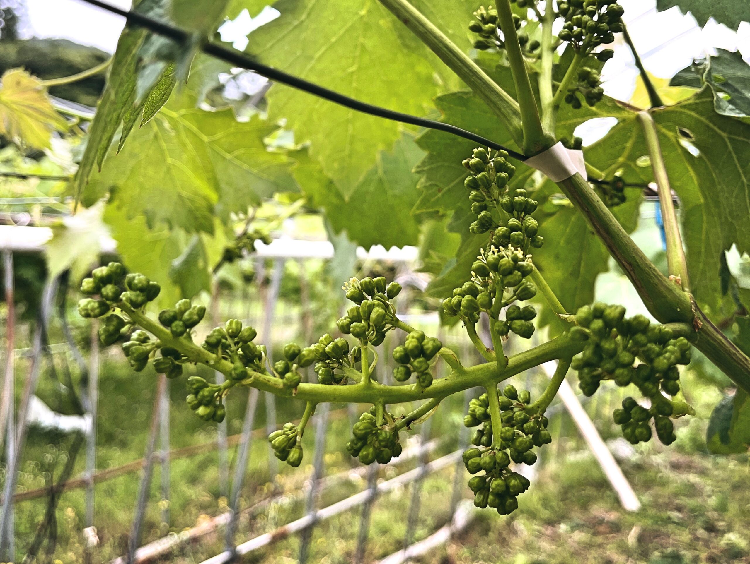 ぶどう、次々と開花。