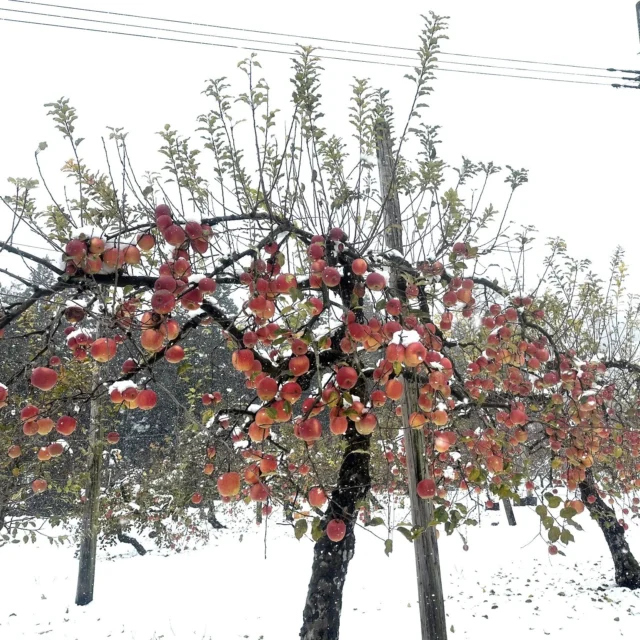 ボランティア急募のお知らせです！！

投稿があいてしまっておりました。
七ヶ宿町は昨日から雪で、滑津地区の当園地は雪が15cmほど積もりました⛄
まだこんなに積もるとは思っていなかったので驚きです。。。さすが七ヶ宿です。

さて、写真のように
雪が降りましたが、りんごもまだまだ木の上で沢山実っております。

雪待ちりんご、蜜入りの芳醇完熟りんごを目指し、
木の上でりんごが凍るギリギリまで完熟させておりました。

そろそろ全収穫をする時期となりました！！

急ではありますが、

①12/10(火) 13:00～16:00頃まで

②12/11(水) 13:30～16:30頃まで（暗くなったら切り上げ予定）

りんごの収穫ボランティアを募集します！

ご協力いただきました方には
完熟ふじりんご５kg🍎
 と
今週リリース予定の新商品
（ワイン or ジュース）
をプレゼントいたします！

ご協力是非お願いいたします。
平日の昼間ですが、、、
沢山のご参加お待ちしております！

事前申し込み制とさせていただきます。

※申し込み方法
・ Instagram、Facebookからのメッセージ
（コメントへの書き込みは個人情報の関係上ご遠慮ください）
・ info@yuzfarm.com へメール送信
いずれかの方法でお願いします
知り合いの方は直接でもOKです

・参加日時
・参加人数
・参加者全員の名前
・電話番号
・メールアドレス
の記載をお願いします

集合場所、詳細については個別に連絡いたします。
応募期日は各日の前日までとします。

お会いできるのを楽しみにしています😊
寒いですので、暖かい服装＆長靴をお持ちください！

#Yuzfarm&vineyard #株式会社ユズファームワイナリー #エノログ #OEnologue #ワイン醸造技術管理士 #宮城県 #七ヶ宿町 #仙南 #ワイン #日本ワイン #宮城ワイン #ワイナリー目指して #日本ワインを日常に #畑からワインへ #風土 #テロワール #シャルドネ #ピノノワール #ソーヴィニヨンブラン #カベルネフラン #メルロー #ピノグリ #リースリング #シラー #シードル #りんご栽培 #ジュース #6次産業化